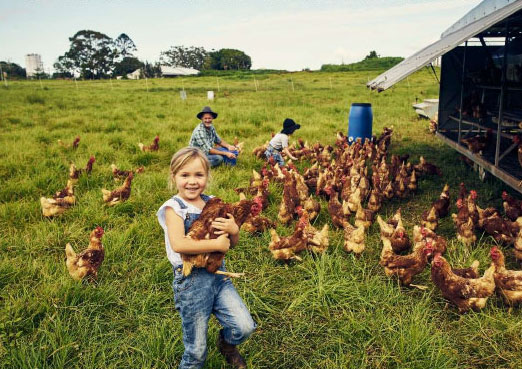 Chickens